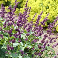 Sauge verticillée Purple Rain - Un tapis violet tout l'été