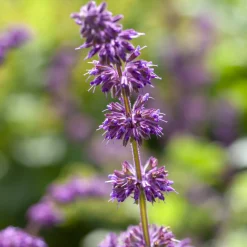 Sauge verticillée Purple Rain - Un tapis violet tout l'été