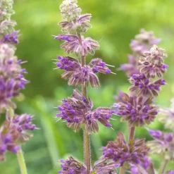 Sauge verticillée Purple Rain - Un tapis violet tout l'été