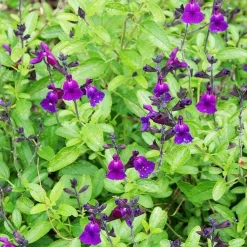 Sauge Violette de Loire ® - Fleurit tout l'été sans effort