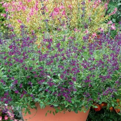 Sauge Violette de Loire ® - Fleurit tout l'été sans effort