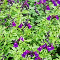 Sauge Violette de Loire ® - Fleurit tout l'été sans effort