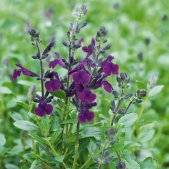 Sauge Violette de Loire ® - Fleurit tout l'été sans effort