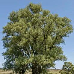 Saule blanc - Un géant vert en un rien de temps