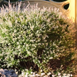 Saule Crevette en buisson - Un buisson rose déco et facile