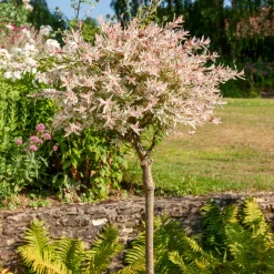 Saule crevette sur tige Flamingo - La touche rose du jardin