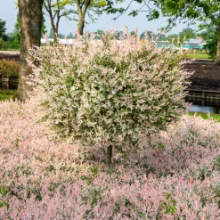 Saule crevette sur tige Flamingo - La touche rose du jardin