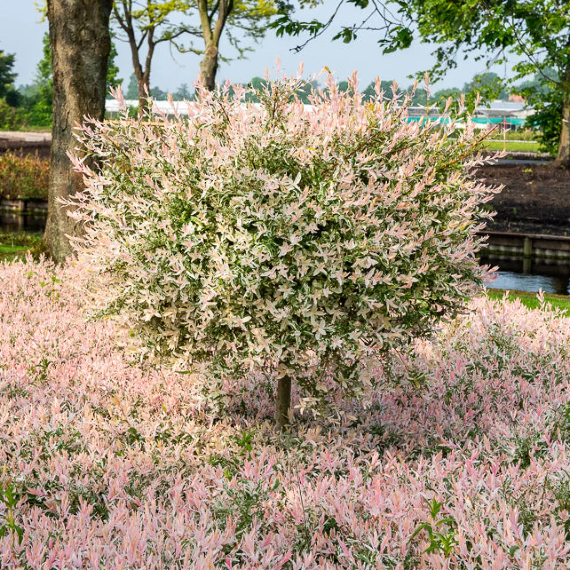 Saule crevette sur tige Flamingo - La touche rose du jardin