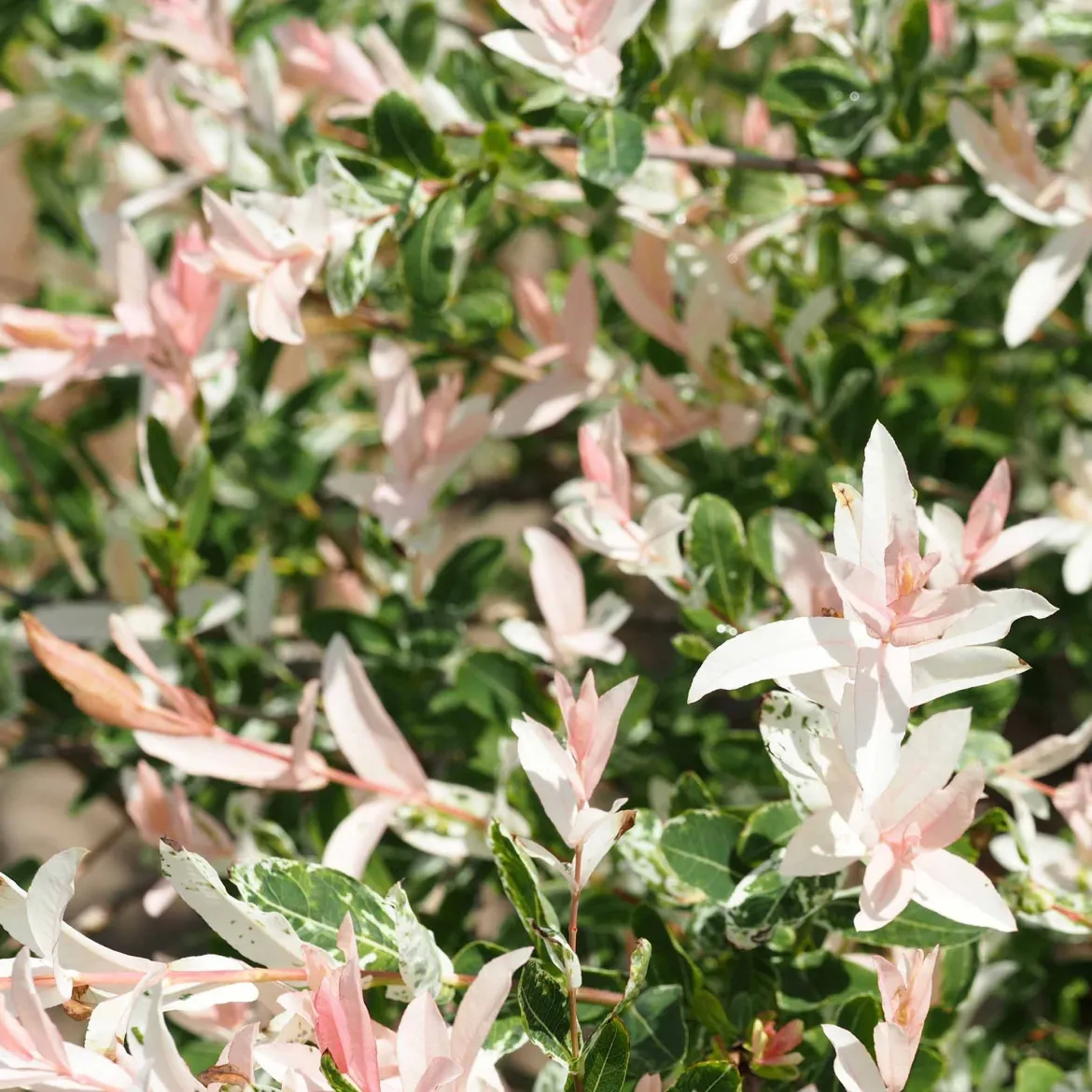 Saule Crevette sur tige - Une boule rose sur tige