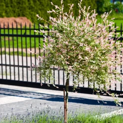 Saule Crevette sur tige - Une boule rose sur tige