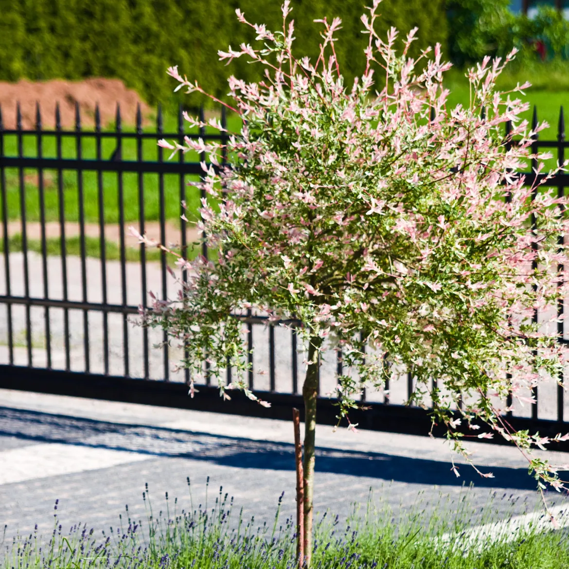 Saule Crevette sur tige - Une boule rose sur tige