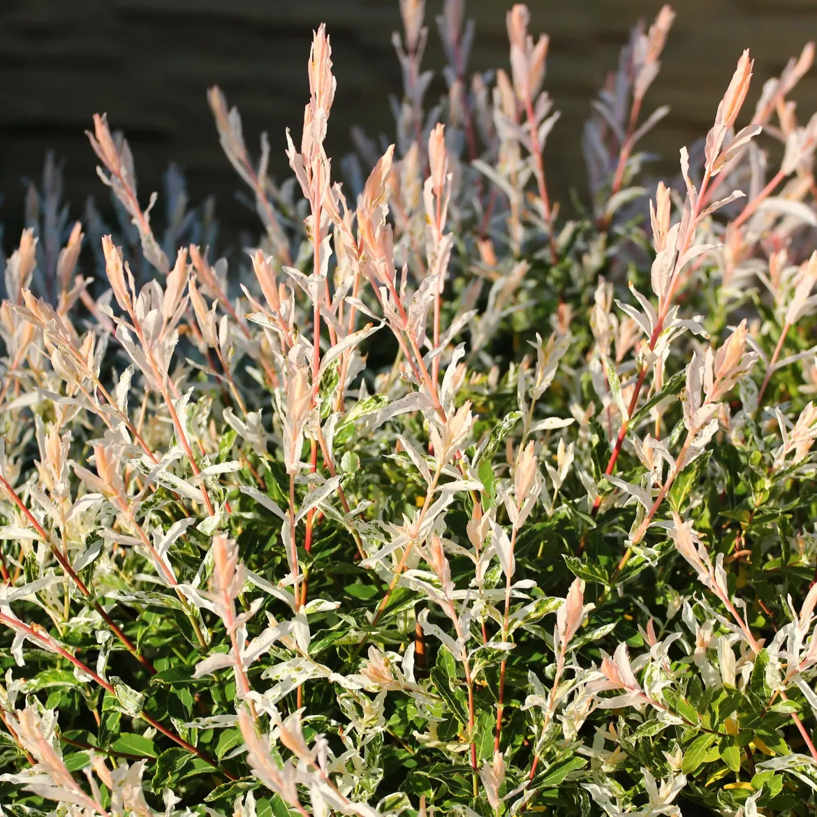 Saule Crevette sur tige - Une boule rose sur tige
