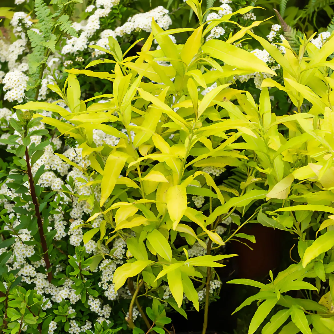 Saule de Sakhaline Golden Sunshine - Le jaune qui illumine tout