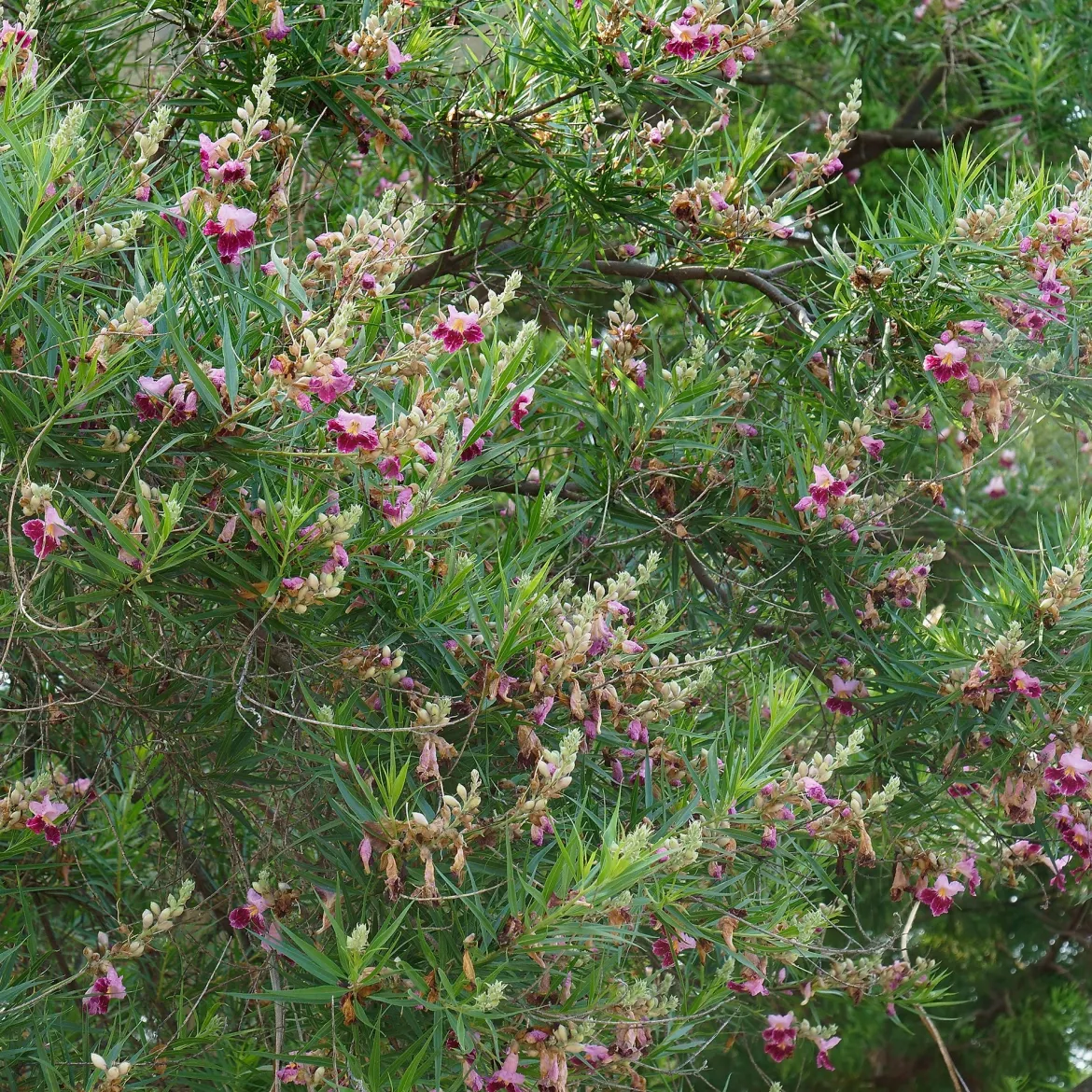 Saule du désert - Fleurs exotiques, zéro arrosage