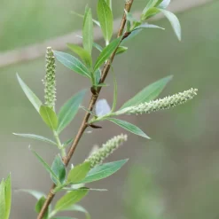 Saule - Osier brun - L'osier qui pousse vite