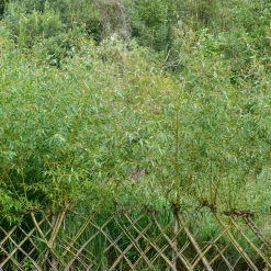 Saule - Osier brun - L'osier qui pousse vite