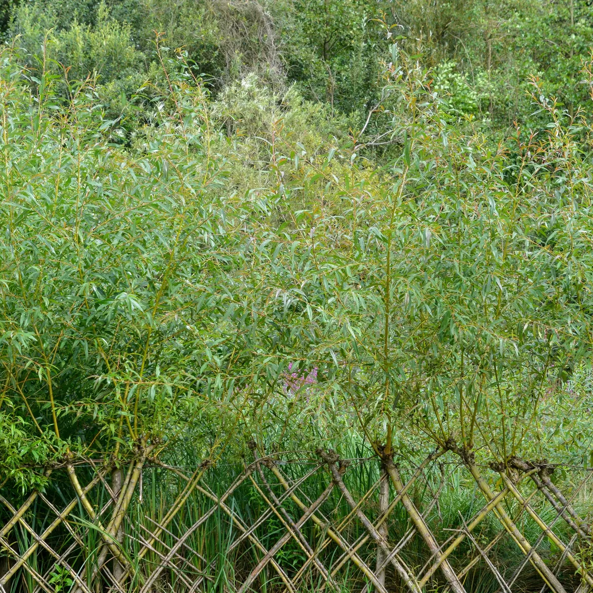 Saule - Osier brun - L'osier qui pousse vite
