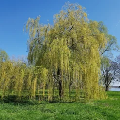 Saule pleureur - L'ombre d'un géant en 3 ans