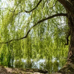 Saule pleureur - L'ombre d'un géant en 3 ans