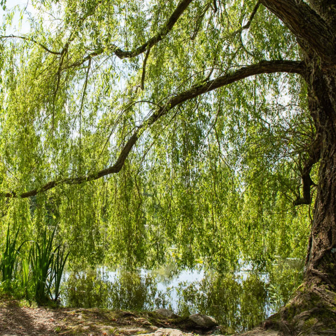 Saule pleureur - L'ombre d'un géant en 3 ans