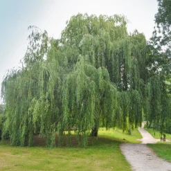 Saule pleureur - L'ombre d'un géant en 3 ans