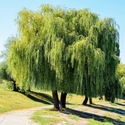Saule pleureur - L'ombre d'un géant en 3 ans