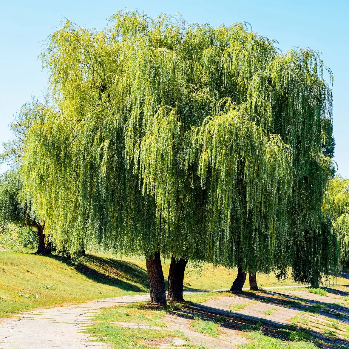 Saule pleureur - L'ombre d'un géant en 3 ans