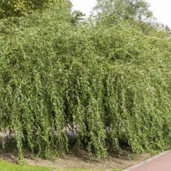 Saule pleureur tortueux - Un arbre spectaculaire vite
