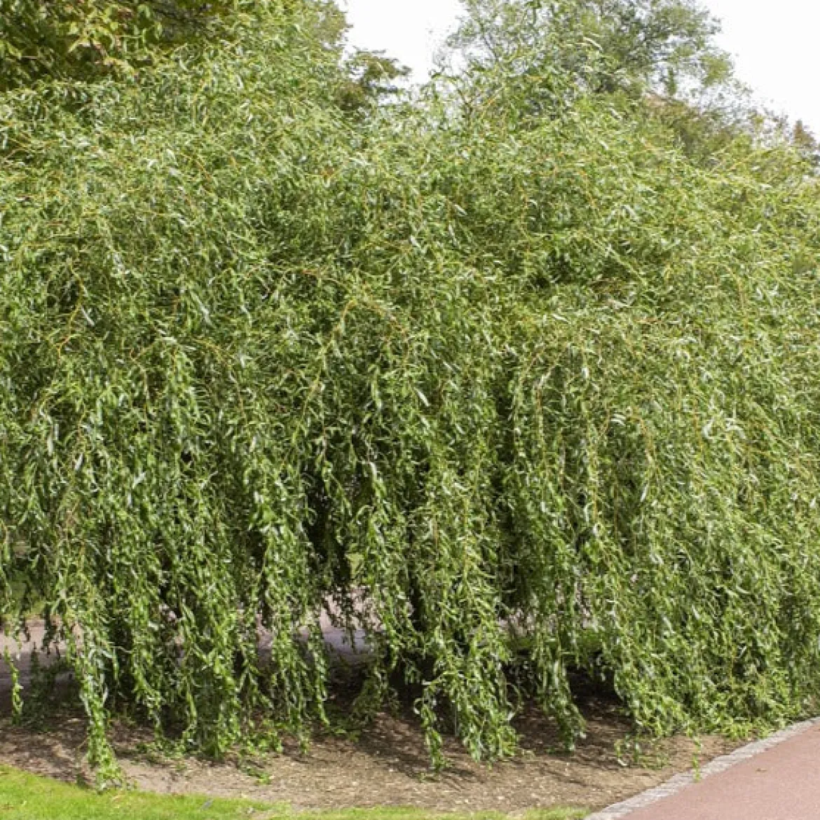 Saule pleureur tortueux - Un arbre spectaculaire vite