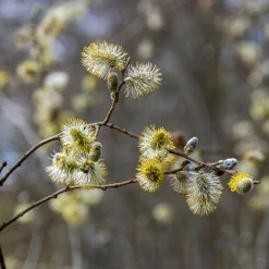 Saule rampant nain chatons jaune sur tige - Chatons dorés dès le printemps