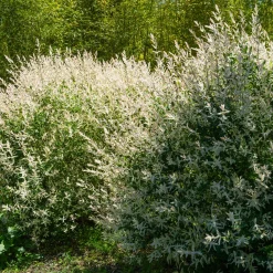 5 saules crevette - Haie de 3m linéaire - Une haie rose en un clin d'œil