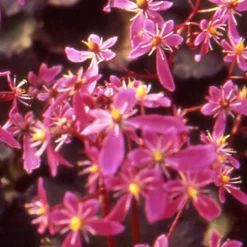 Saxifrage Black ruby - Il fleurit quand tout dort