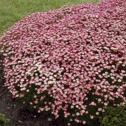 Saxifrage mousse Peter Pan - Un tapis fleuri sans effort