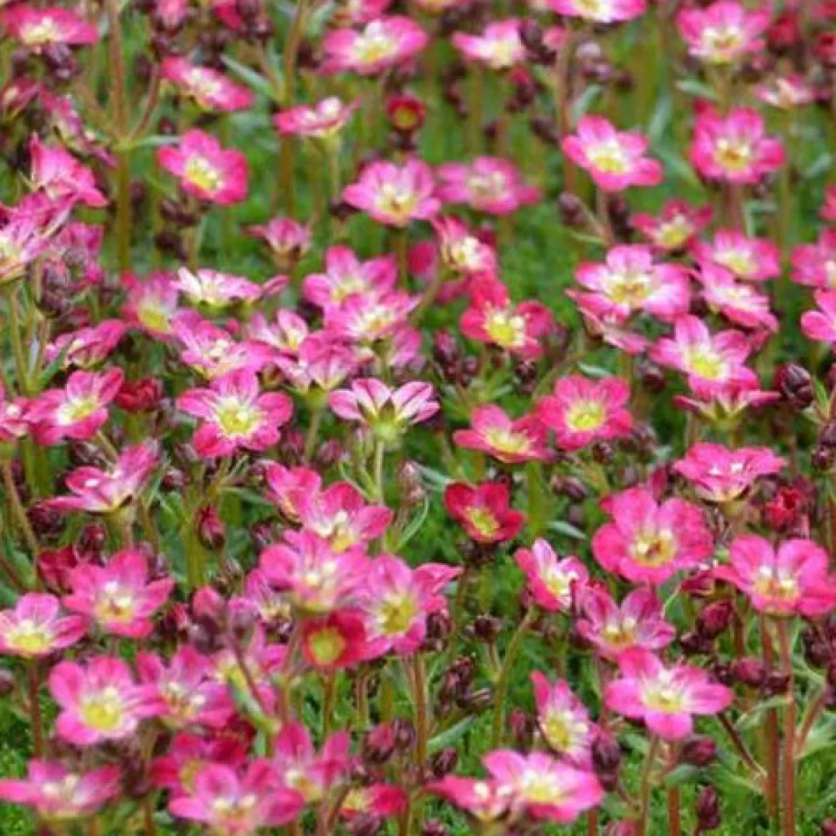 Saxifrage mousse Pixie - Un tapis fleuri en un clin d'œil