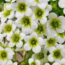 Saxifrage mousse Pixie White - Un tapis fleuri sans effort