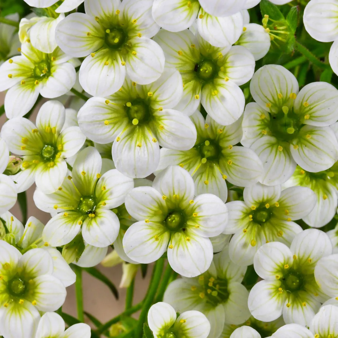 Saxifrage mousse Pixie White - Un tapis fleuri sans effort