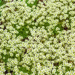 Saxifrage mousse Pixie White - Un tapis fleuri sans effort