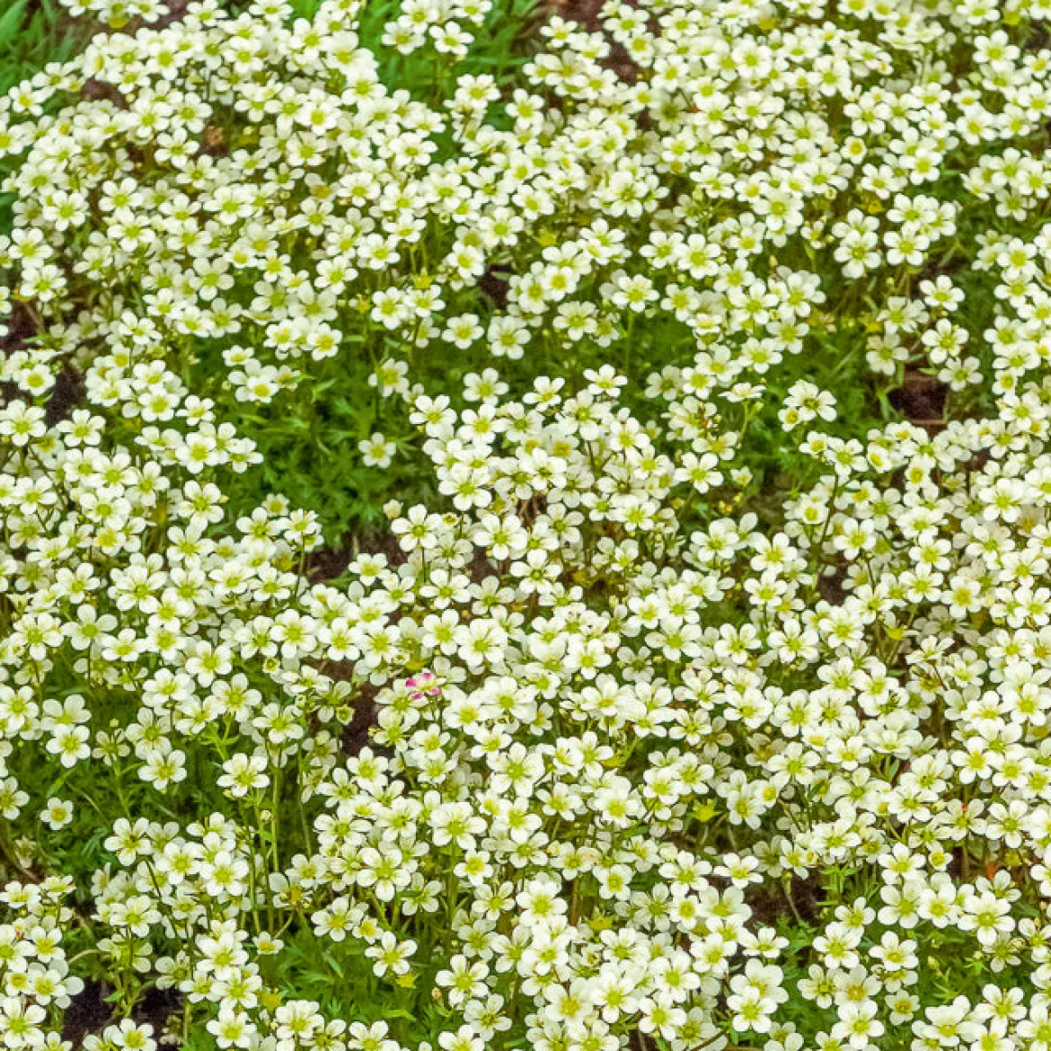 Saxifrage mousse Pixie White - Un tapis fleuri sans effort