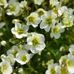 Saxifrage mousse Pixie White - Un tapis fleuri sans effort