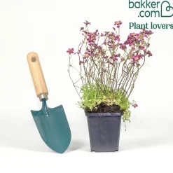 Saxifrage mousse Purpurteppich - Un tapis rose en un clin d'œil