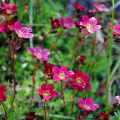 Saxifrage mousse Purpurteppich - Un tapis rose en un clin d'œil