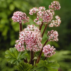 Saxifrage pelté - Feuillage géant, effet garanti