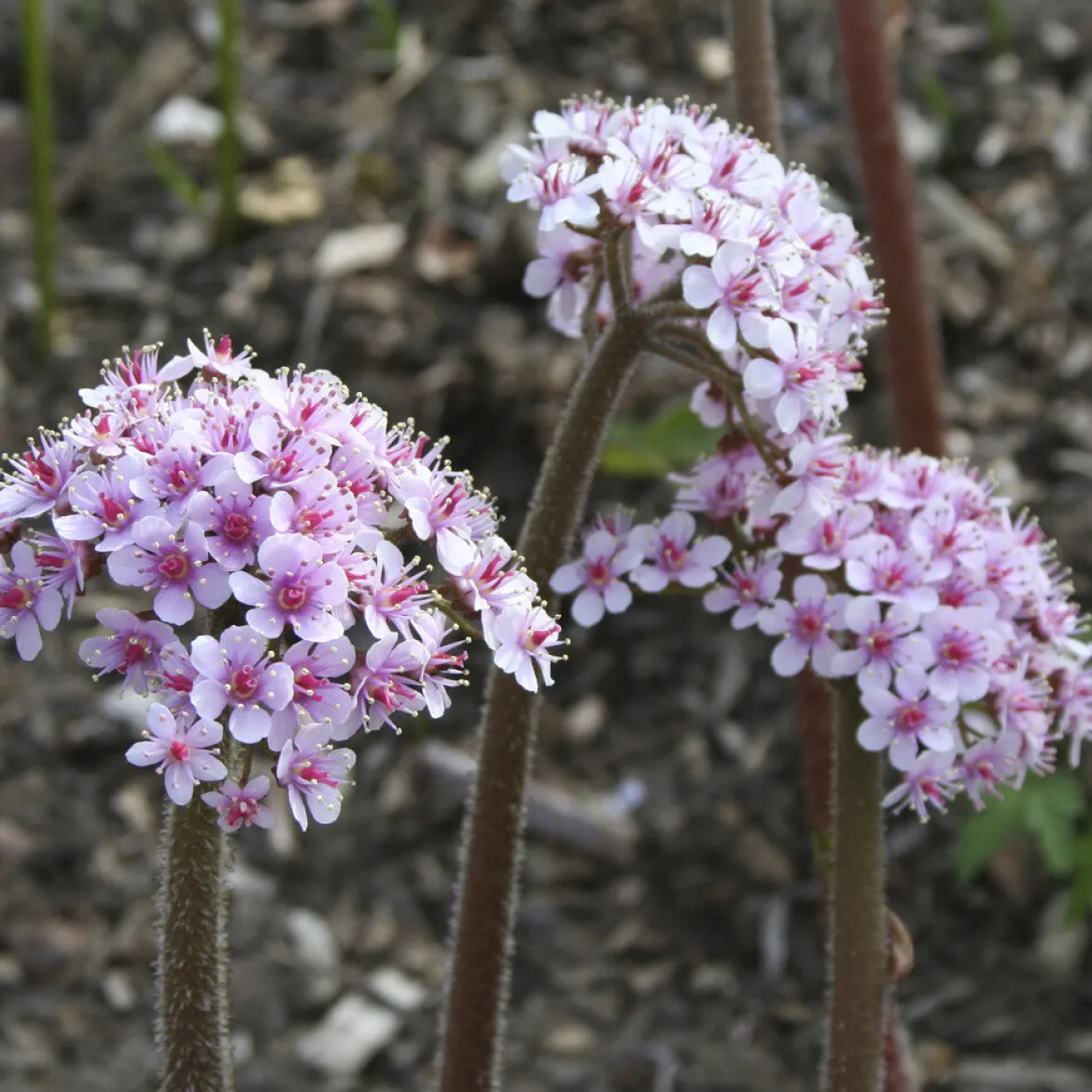 Saxifrage pelté - Feuillage géant, effet garanti