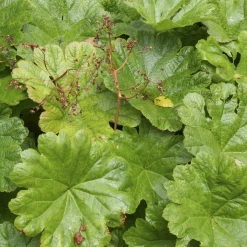 Saxifrage pelté - Feuillage géant, effet garanti