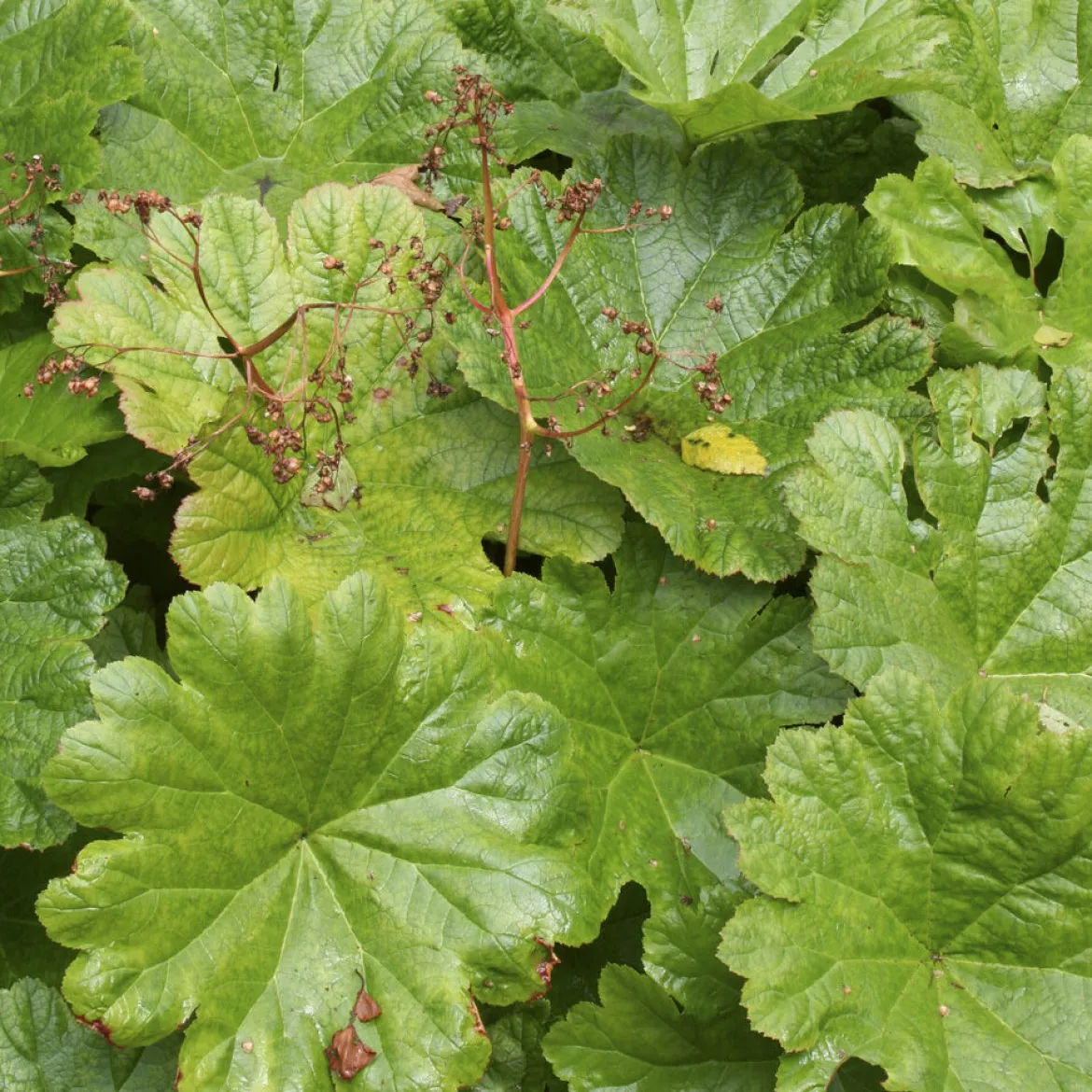 Saxifrage pelté - Feuillage géant, effet garanti