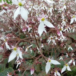 Saxifrage à stolons Cuscutiformis - Un tapis vert dès l'ombre