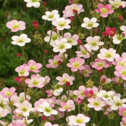 Saxifrage Ware's Crimson - Un tapis rose en rocaille