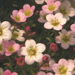 Saxifrage Ware's Crimson - Un tapis rose en rocaille