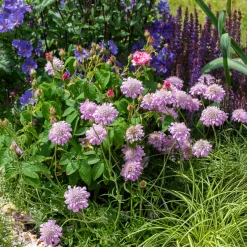 Scabieuse colombaire 'Pink Mist' - Fleurit tout l'été sans effort
