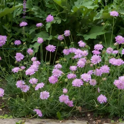 Scabieuse colombaire 'Pink Mist' - Fleurit tout l'été sans effort